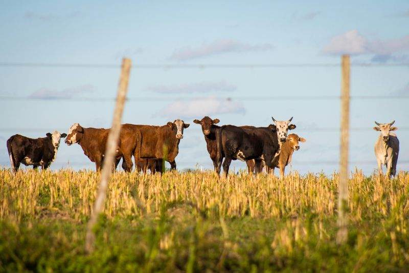 Planificación de la rotación de pasturas y coordinación de actividades en el campo